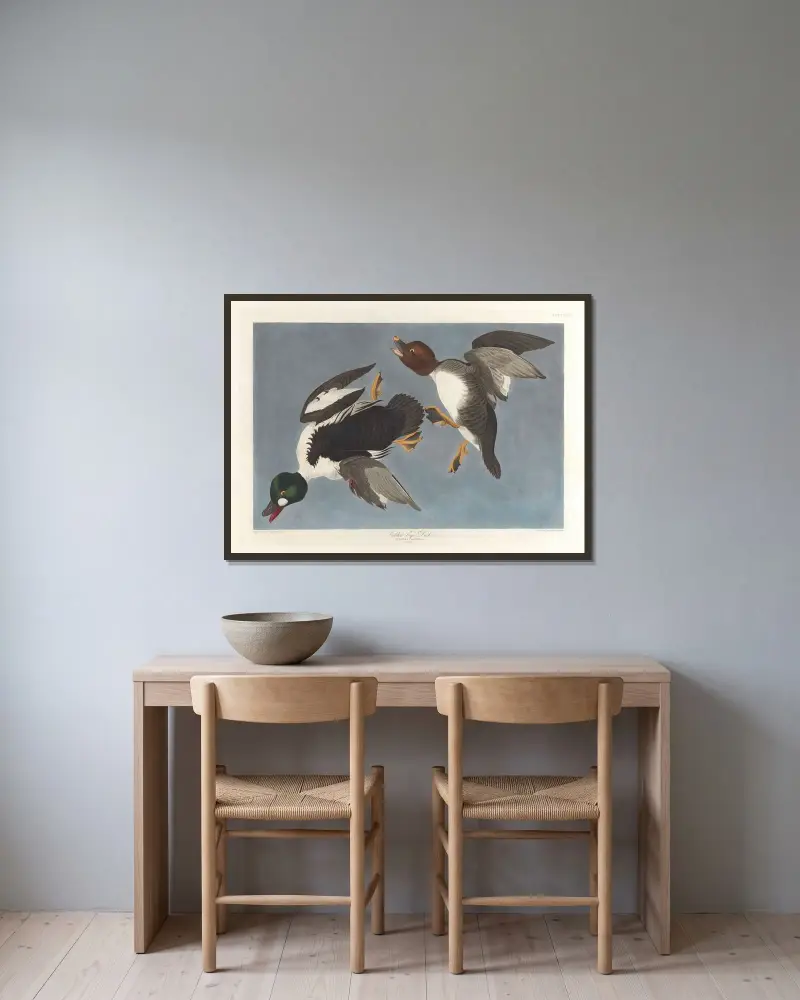 Golden-eye duck, Fuligula clangula av John James Audubon inramad på en vägg