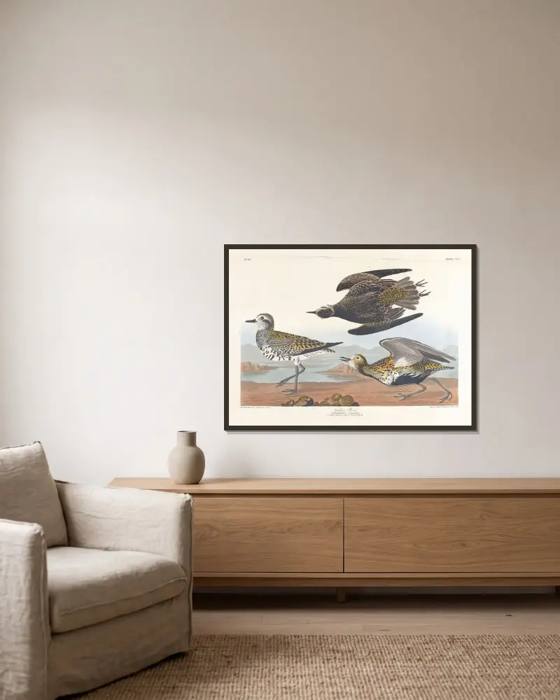 Zlatý kulík, John James Audubon v rámu na stěně