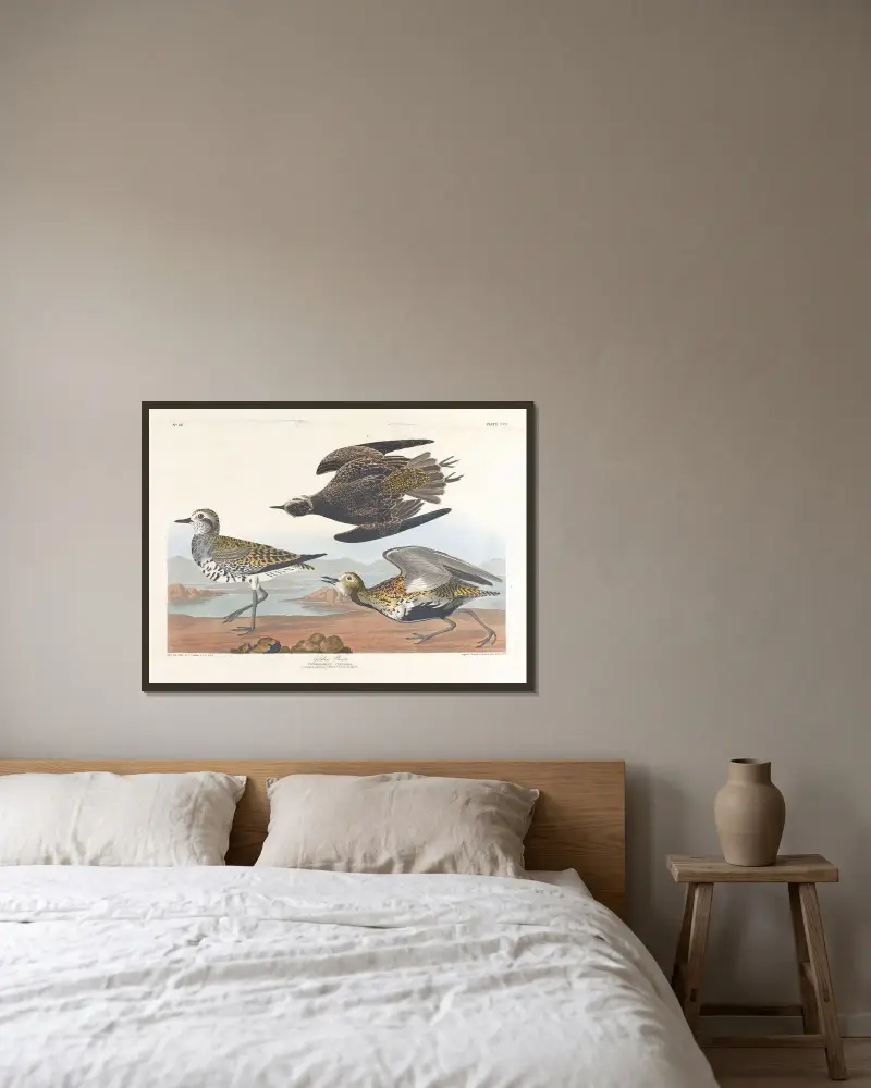 Zlatý kulík, John James Audubon v rámu na stěně