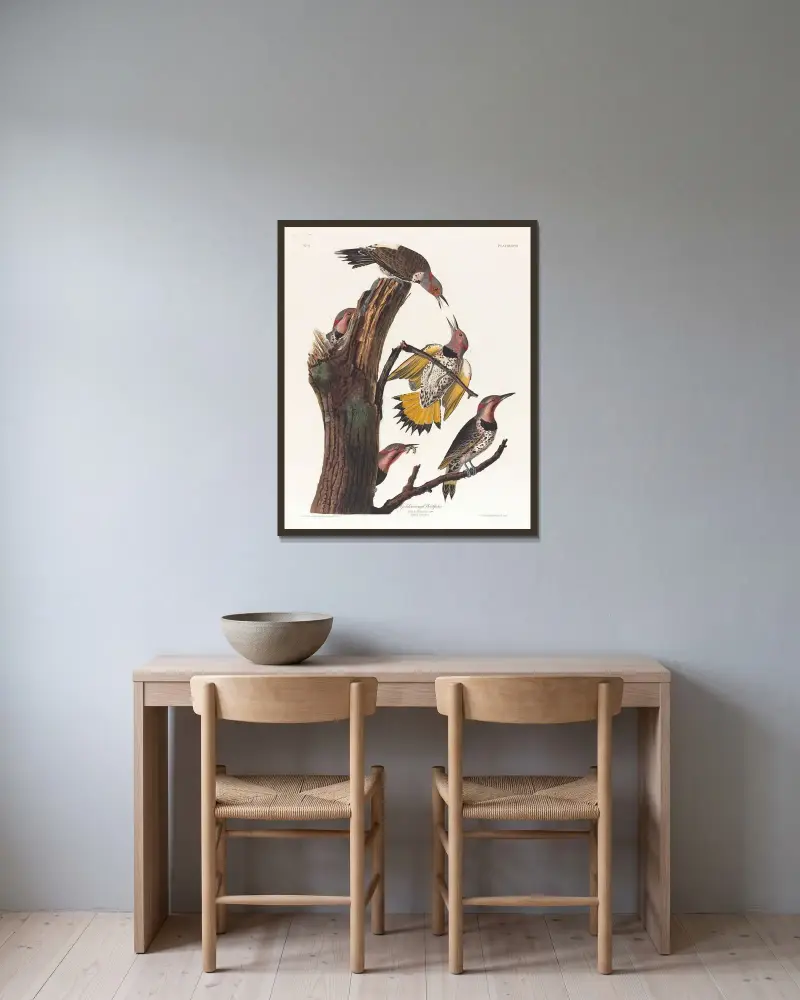 Golden-winged woodpecker av John James Audubon inramad på en vägg