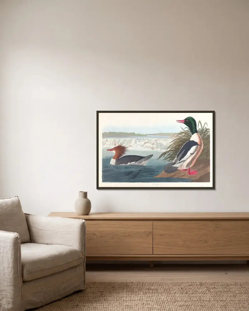 Morčák velký, John James Audubon v rámu na stěně