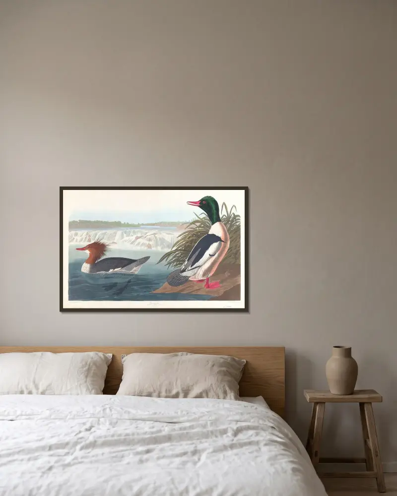 Morčák velký, John James Audubon v rámu na stěně