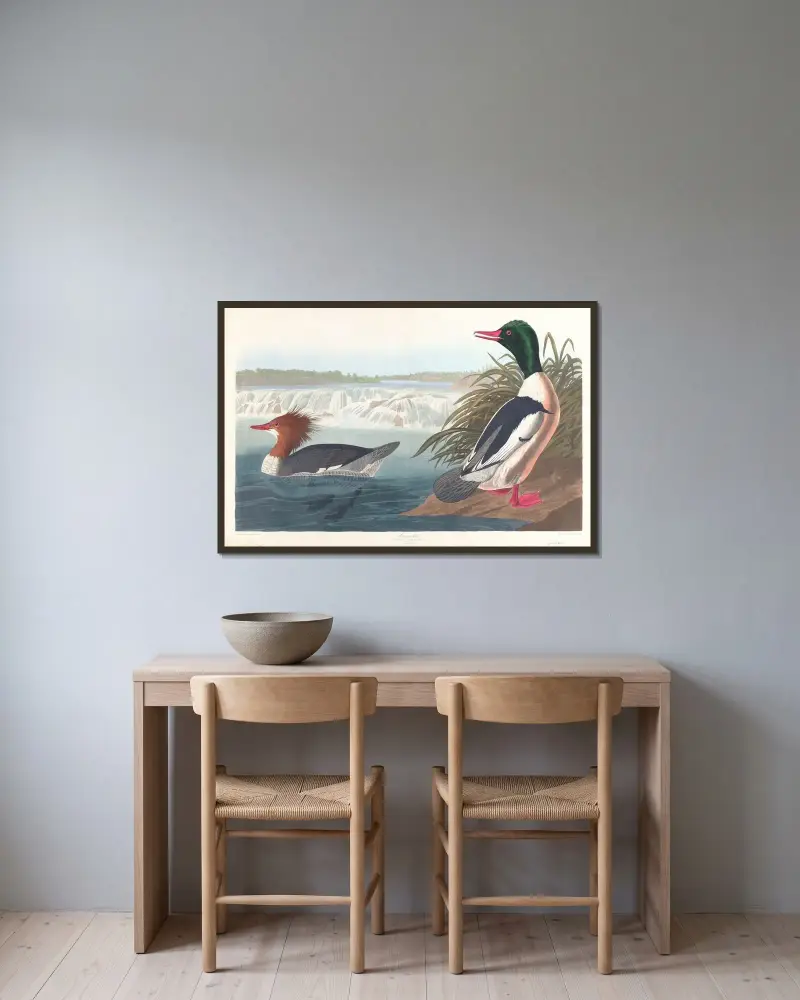 Morčák velký, John James Audubon v rámu na stěně