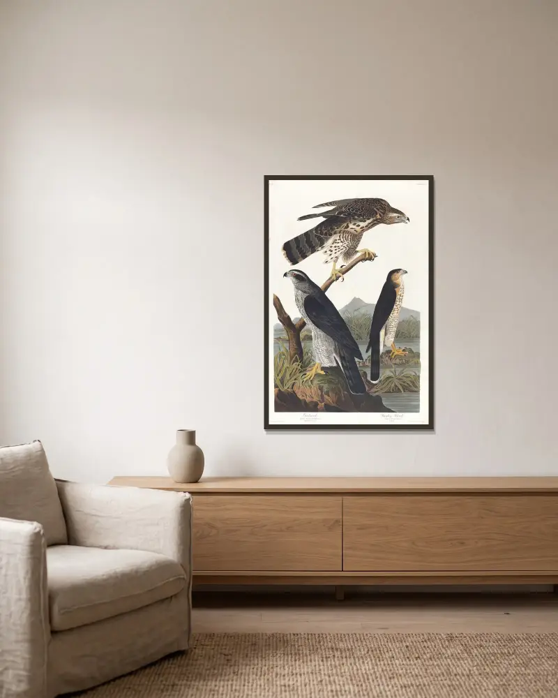 Habicht, Stanleys Habicht von John James Audubon gerahmt an einer Wand