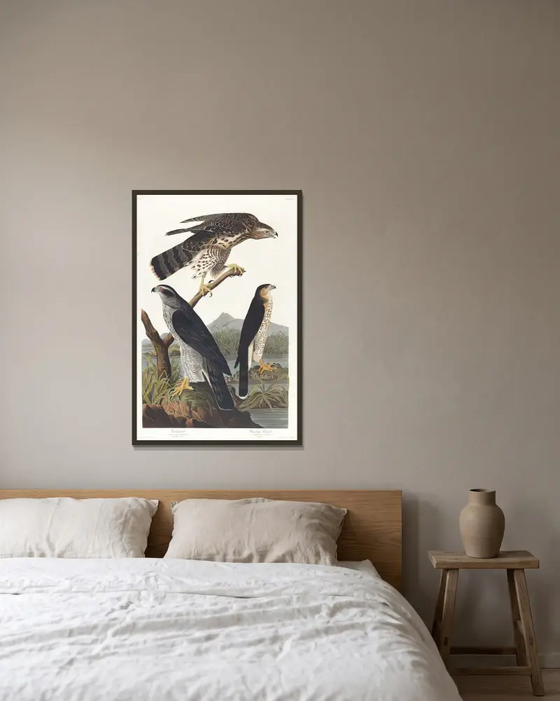 Habicht, Stanleys Habicht von John James Audubon gerahmt an einer Wand