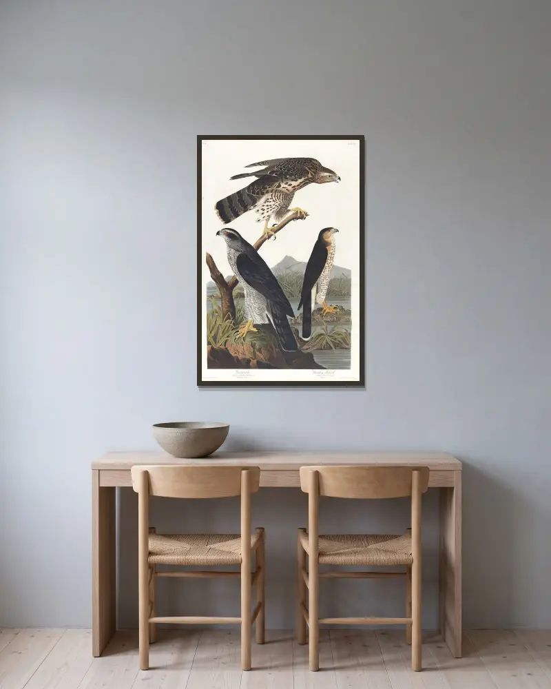 Habicht, Stanleys Habicht von John James Audubon gerahmt an einer Wand