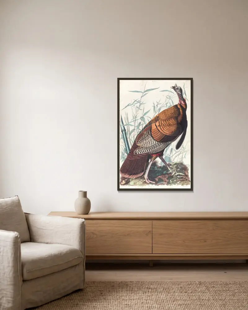 Great American cock av John James Audubon inramad på en vägg