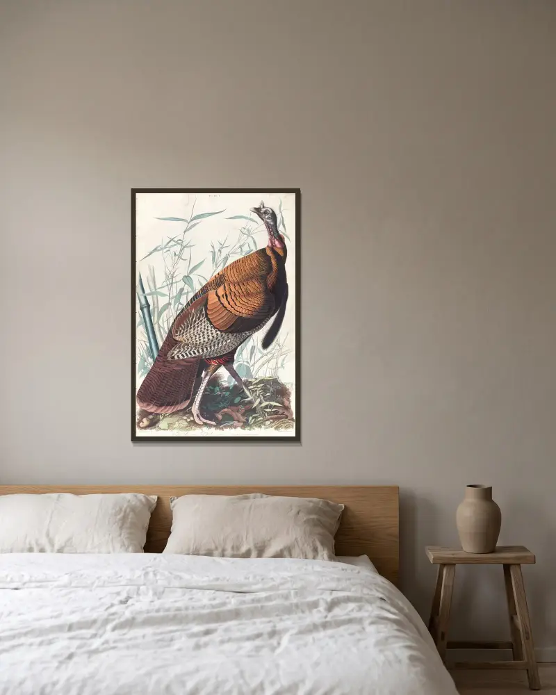 Great American cock av John James Audubon inramad på en vägg
