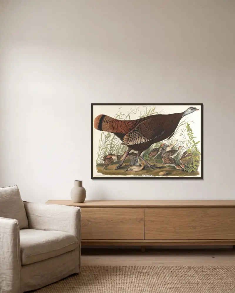 Great American hen & young av John James Audubon inramad på en vägg