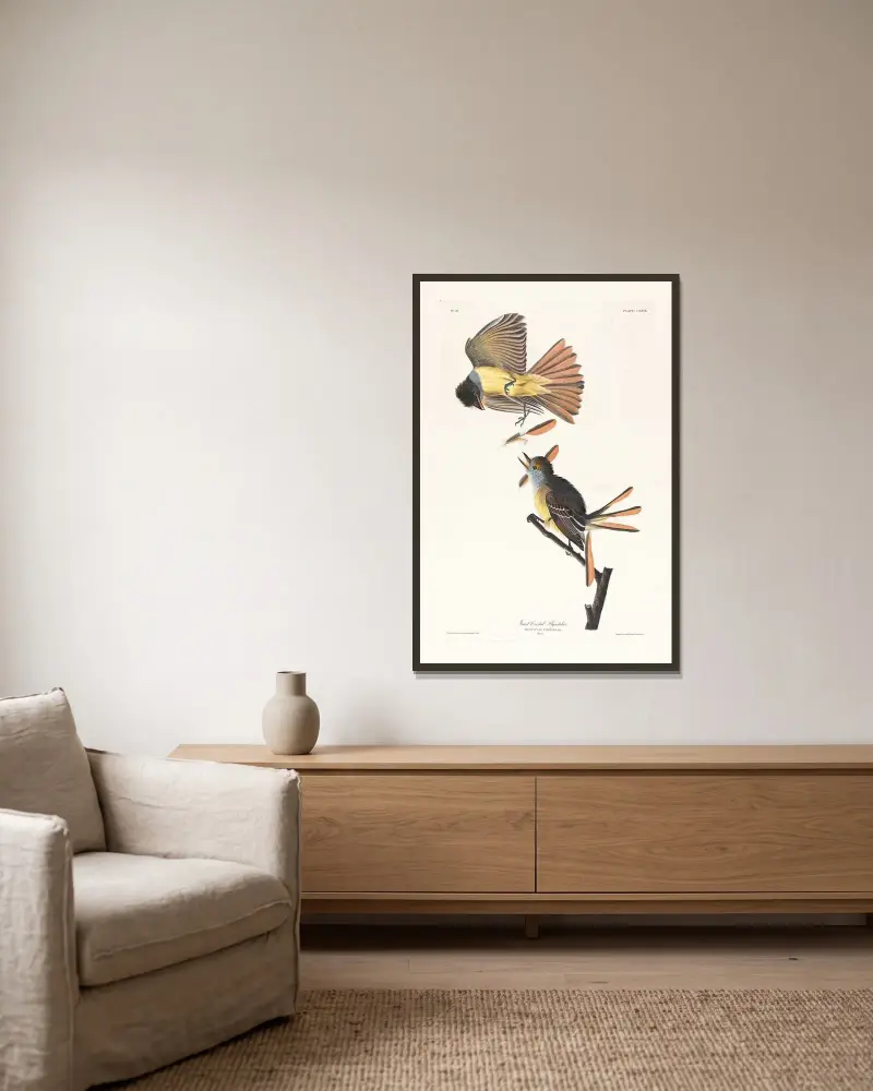 Velký tyranovec chocholatý, John James Audubon v rámu na stěně