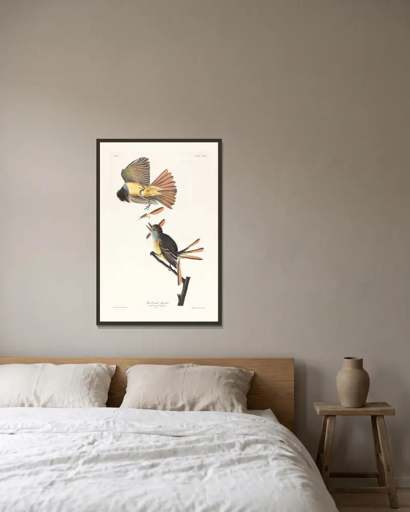 Velký tyranovec chocholatý, John James Audubon v rámu na stěně