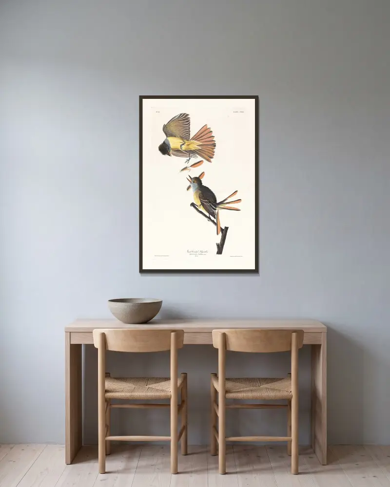 Velký tyranovec chocholatý, John James Audubon v rámu na stěně