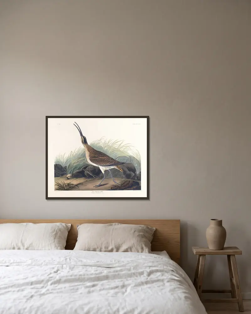 Great equimaux curlew av John James Audubon inramad på en vägg