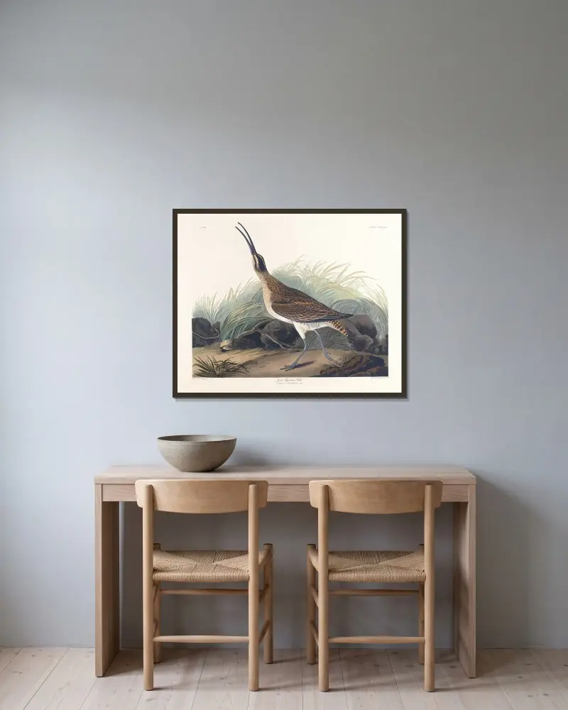 Great equimaux curlew av John James Audubon inramad på en vägg