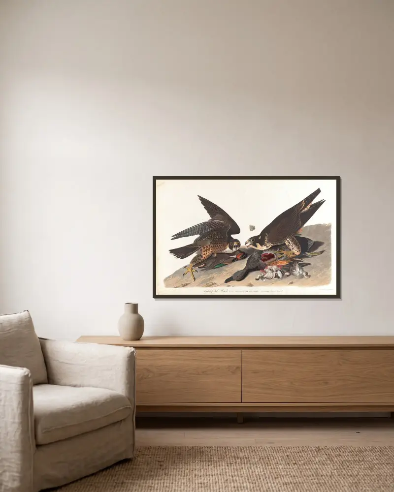 Velkonohý jestřáb, 1827 – Nr. 2, John James Audubon v rámu na stěně