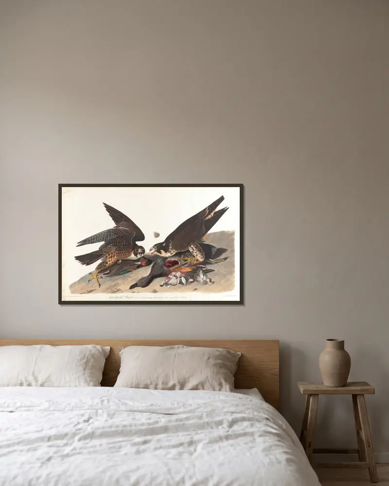 Velkonohý jestřáb, 1827 – Nr. 2, John James Audubon v rámu na stěně