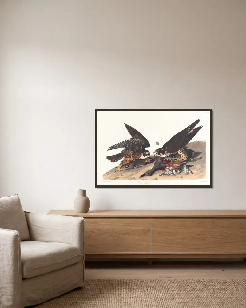Velký jestřáb s opeřenýma nohama, 1827 – Nr. 1, John James Audubon v rámu na stěně