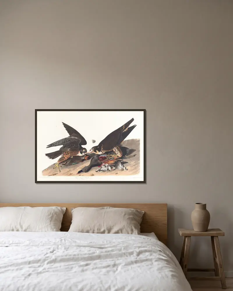 Velký jestřáb s opeřenýma nohama, 1827 – Nr. 1, John James Audubon v rámu na stěně