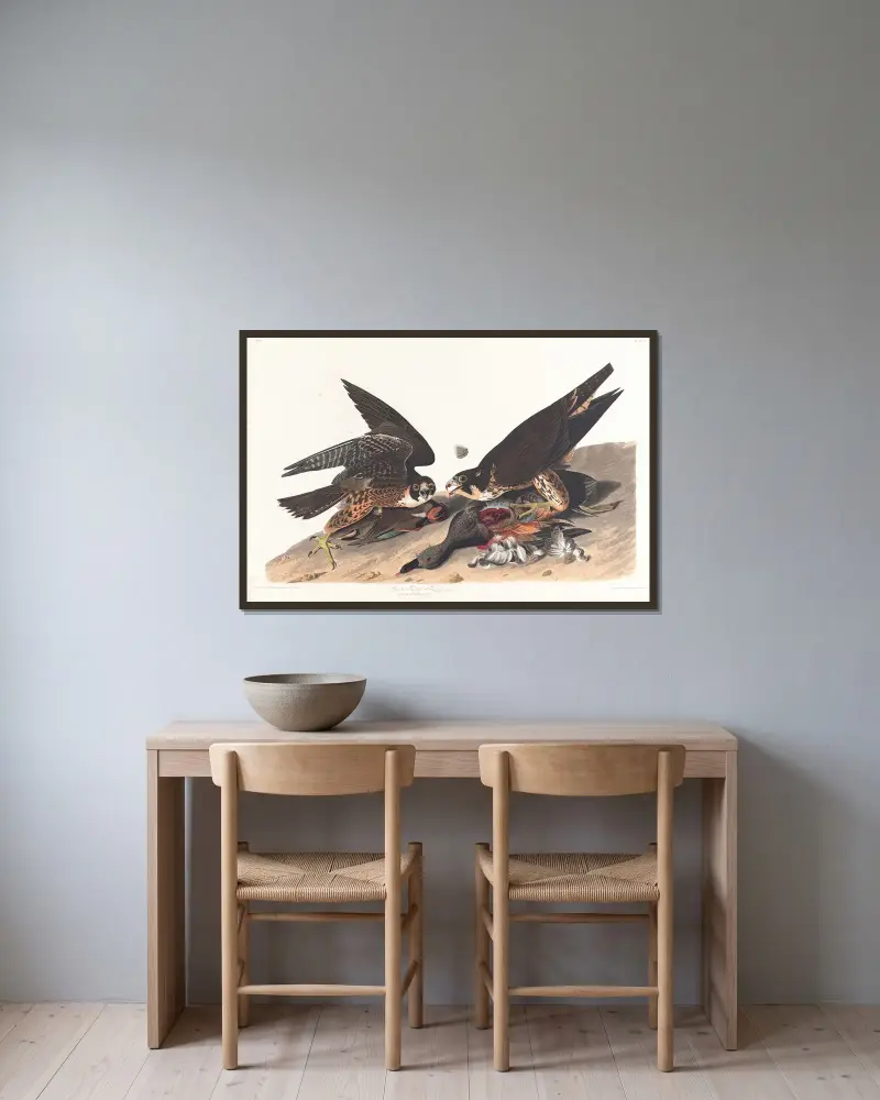 Velký jestřáb s opeřenýma nohama, 1827 – Nr. 1, John James Audubon v rámu na stěně