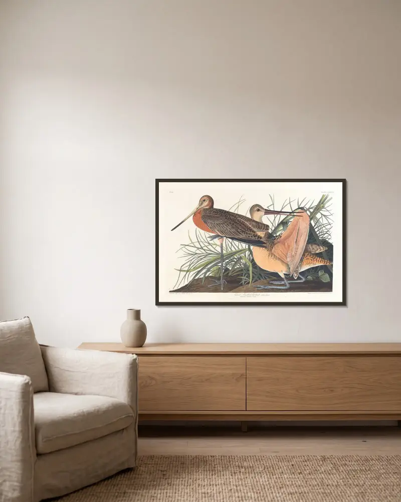 Velký břehouš rudý, John James Audubon v rámu na stěně
