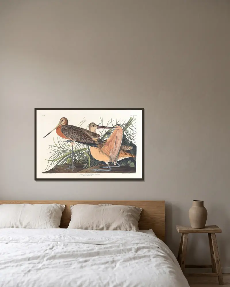 Velký břehouš rudý, John James Audubon v rámu na stěně