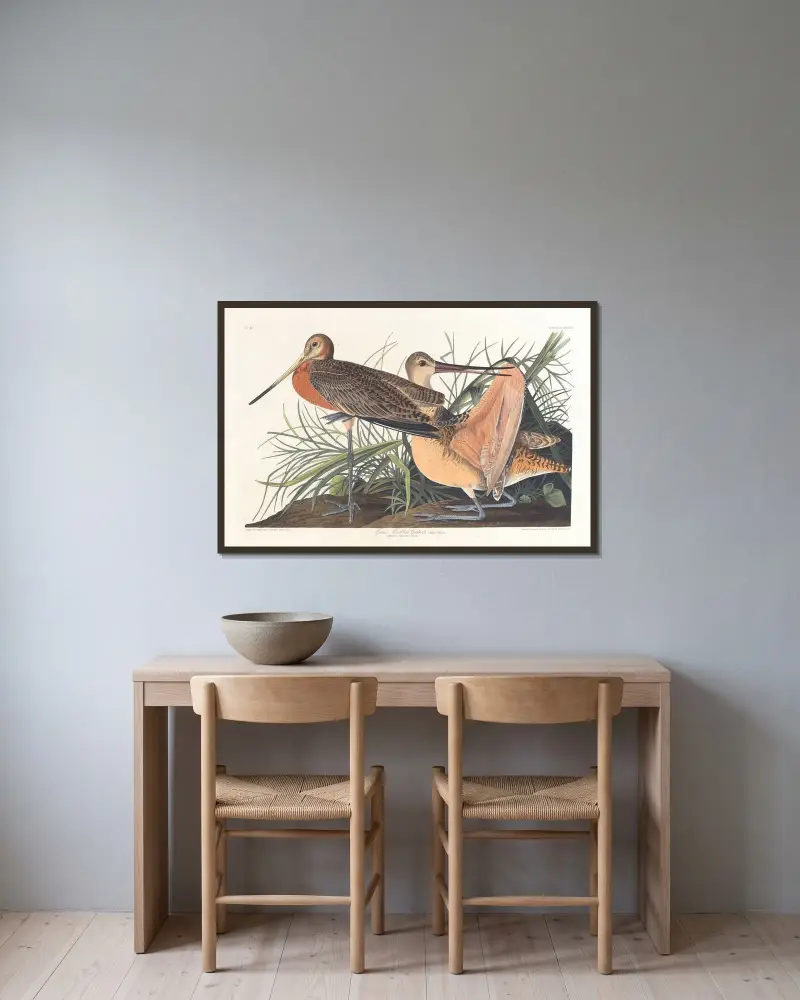 Velký břehouš rudý, John James Audubon v rámu na stěně