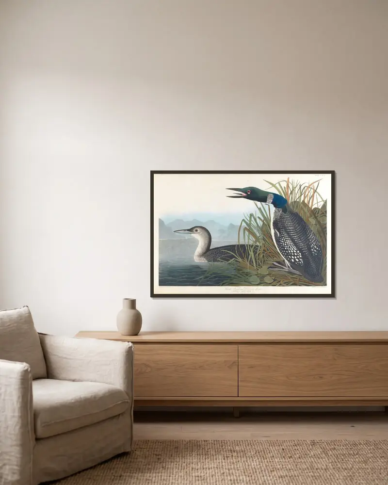 Great northern diver or loon av John James Audubon inramad på en vägg