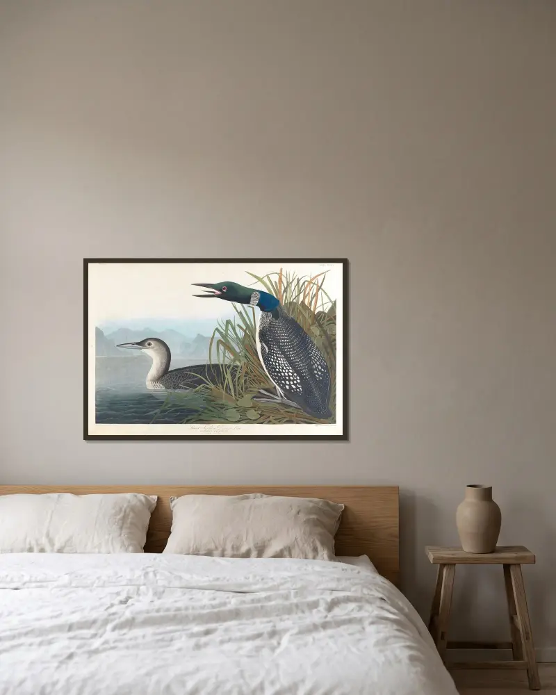 Great northern diver or loon av John James Audubon inramad på en vägg