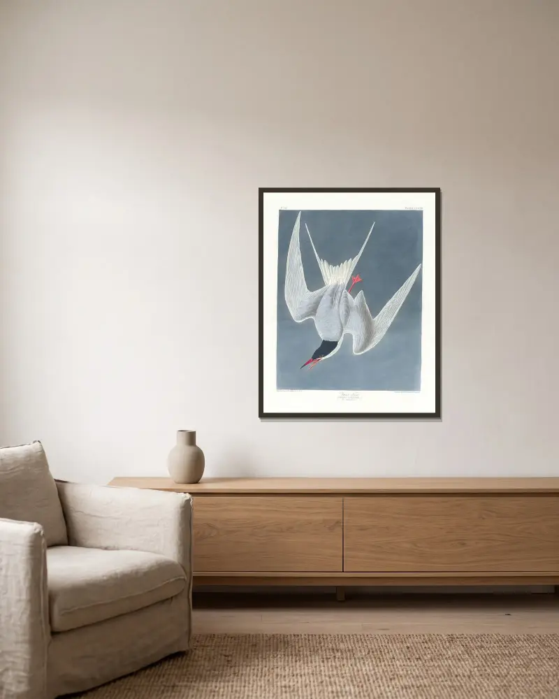 Große Seeschwalbe von John James Audubon gerahmt an einer Wand