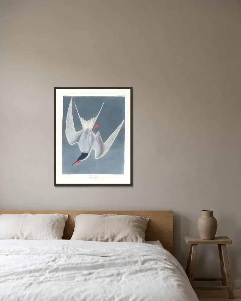 Große Seeschwalbe von John James Audubon gerahmt an einer Wand