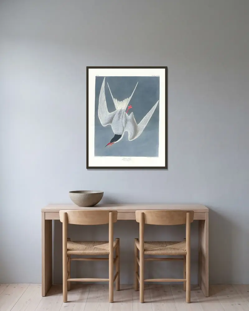Große Seeschwalbe von John James Audubon gerahmt an einer Wand