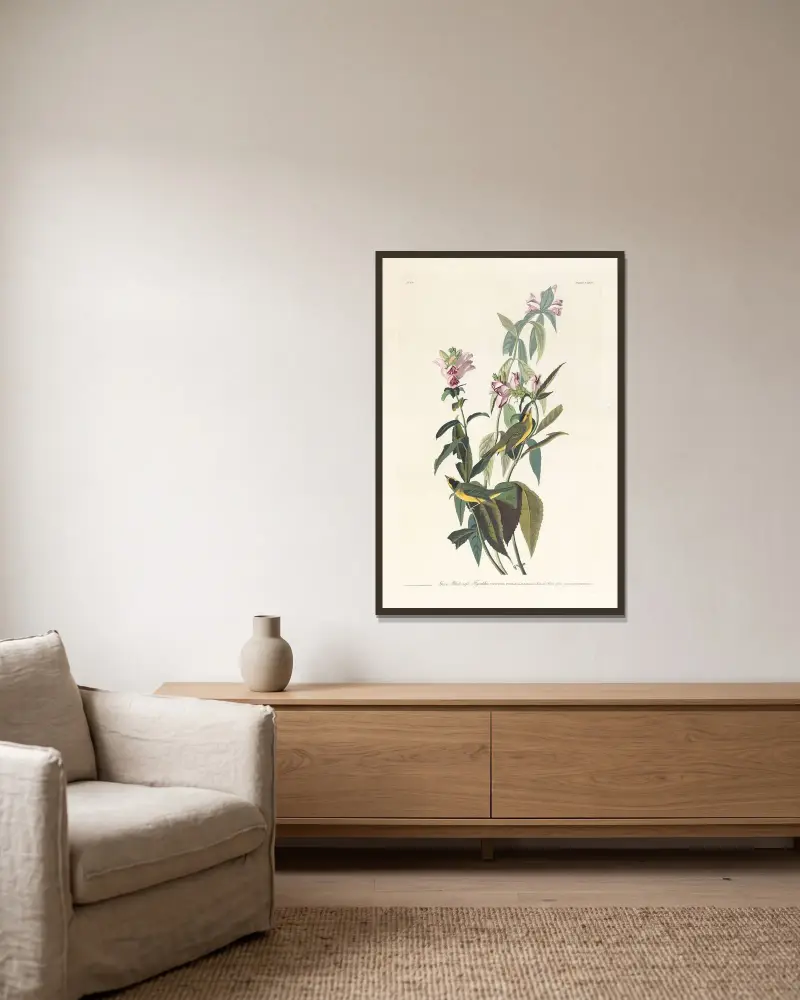Grüner Schwarzscheitel-Fliegenschnäpper von John James Audubon gerahmt an einer Wand