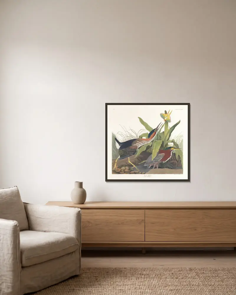 Zelená volavka, John James Audubon v rámu na stěně