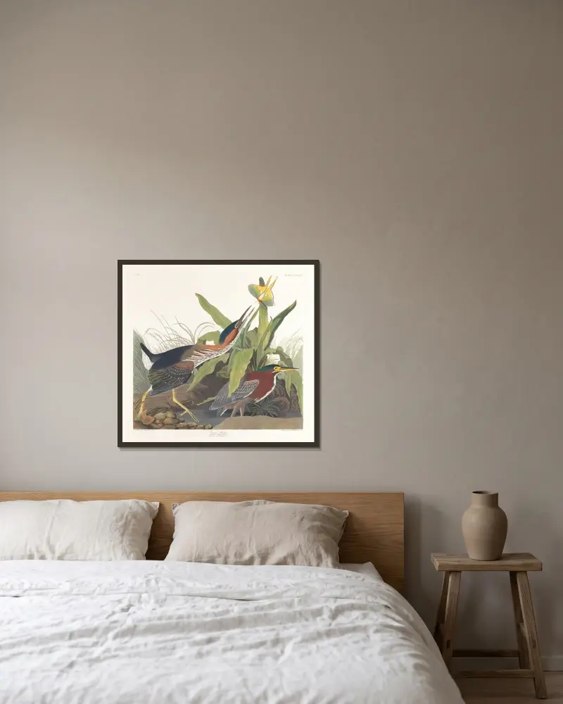 Zelená volavka, John James Audubon v rámu na stěně