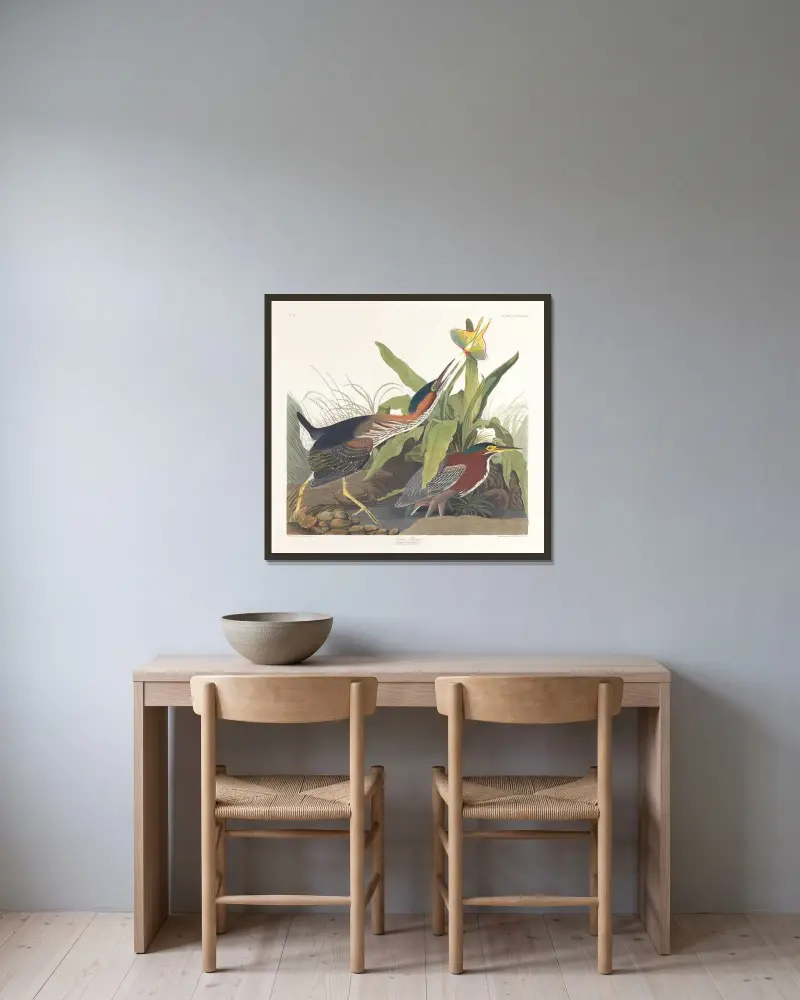 Zelená volavka, John James Audubon v rámu na stěně
