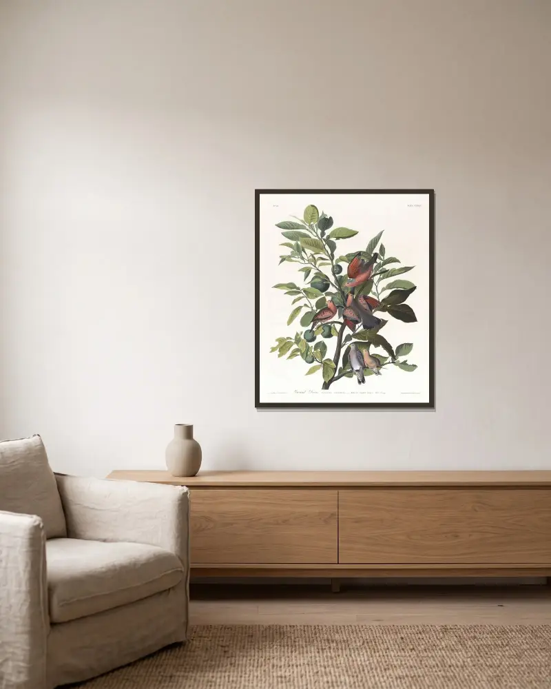 Markduva, John James Audubon v rámu na stěně