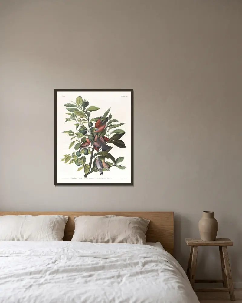 Markduva, John James Audubon v rámu na stěně