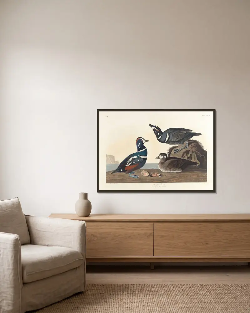 Hvígulönd, John James Audubon v rámu na stěně