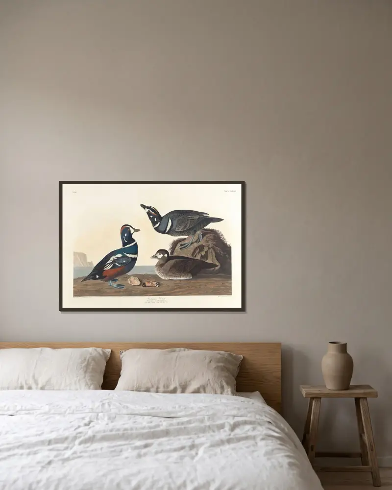Hvígulönd, John James Audubon v rámu na stěně