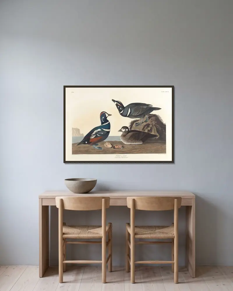 Hvígulönd, John James Audubon v rámu na stěně