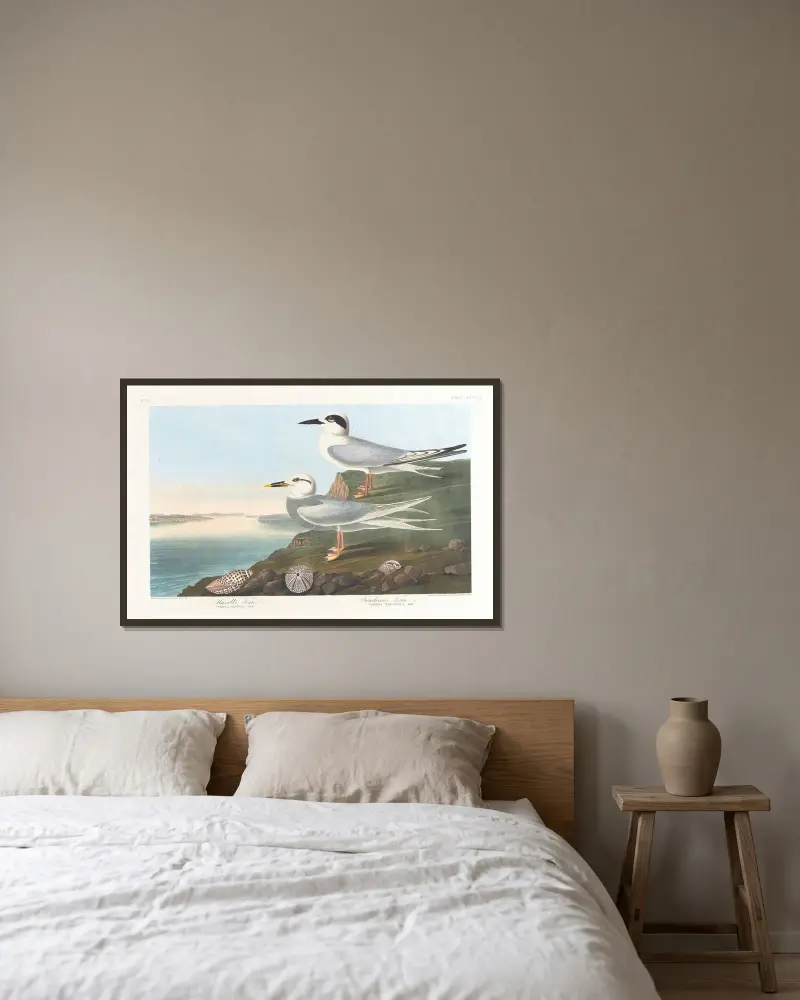 Havellova rybáka, John James Audubon v rámu na stěně