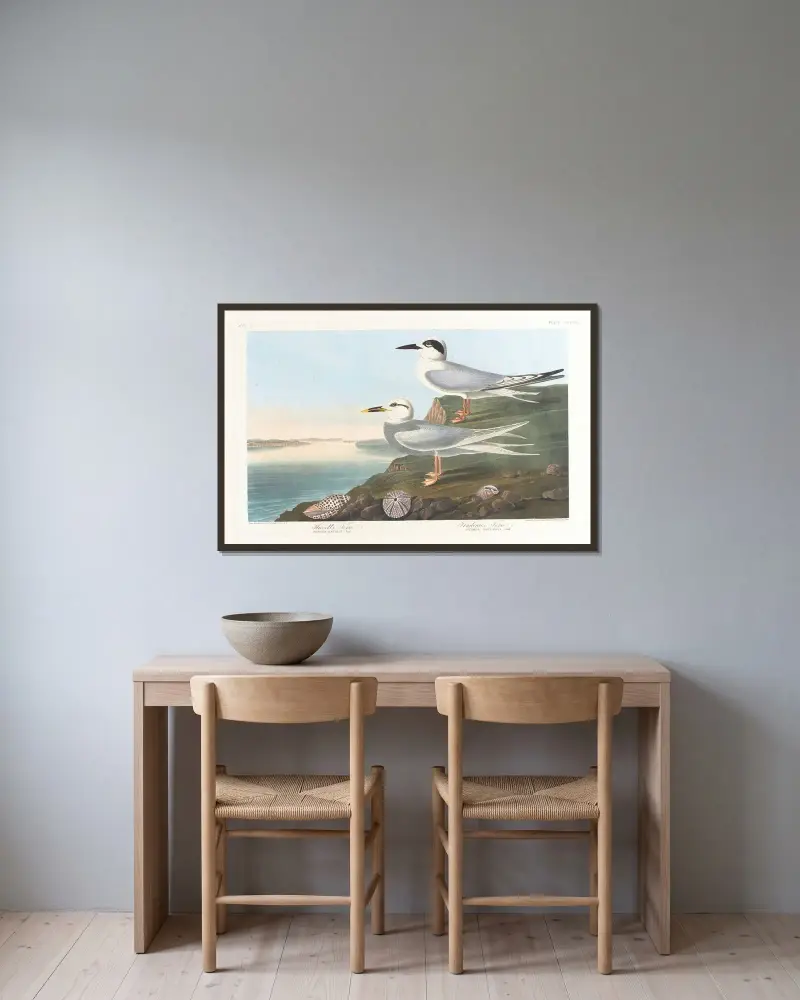 Havellova rybáka, John James Audubon v rámu na stěně