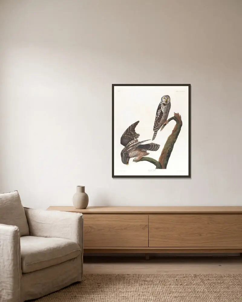 Krahujec obecný, John James Audubon v rámu na stěně