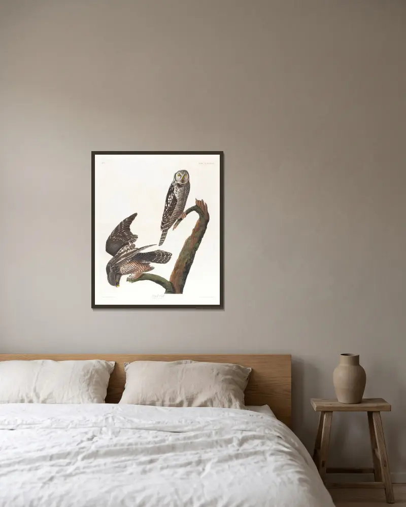 Krahujec obecný, John James Audubon v rámu na stěně