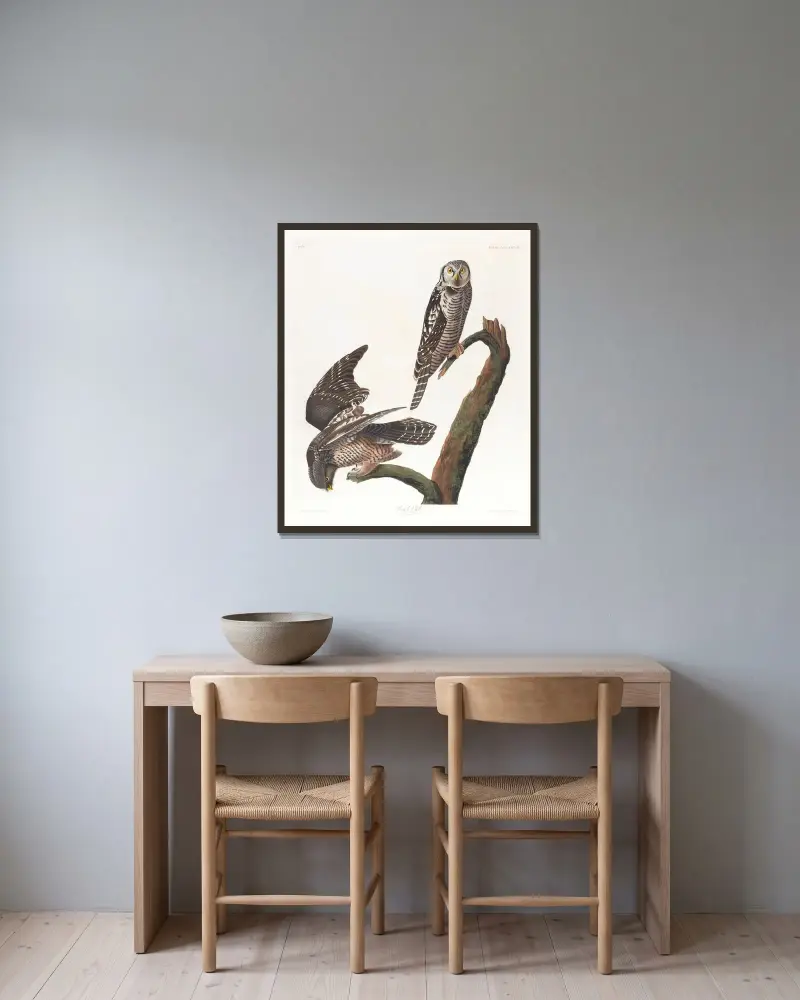 Krahujec obecný, John James Audubon v rámu na stěně