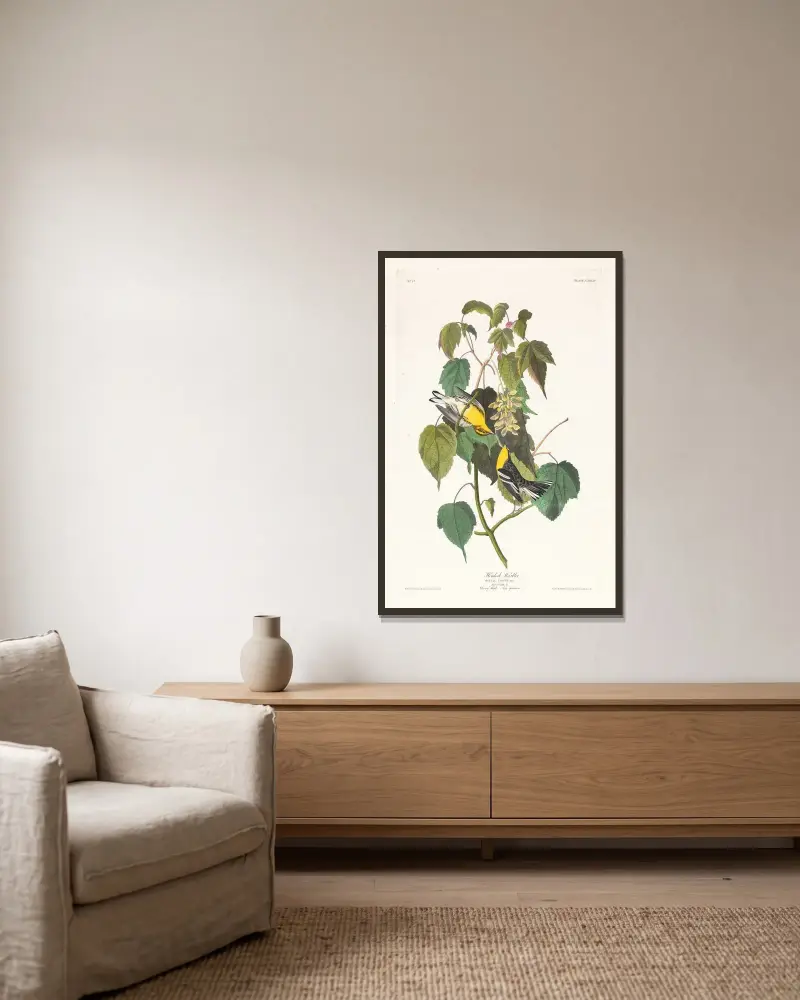 Americký pěvec jehličkový, John James Audubon v rámu na stěně