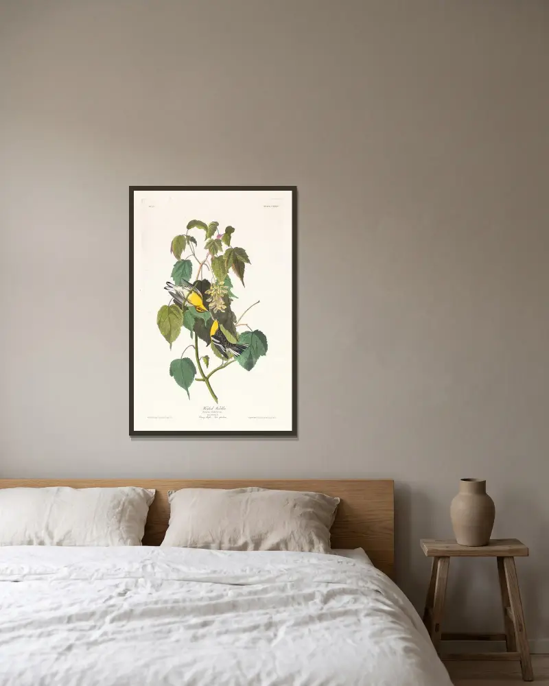 Americký pěvec jehličkový, John James Audubon v rámu na stěně