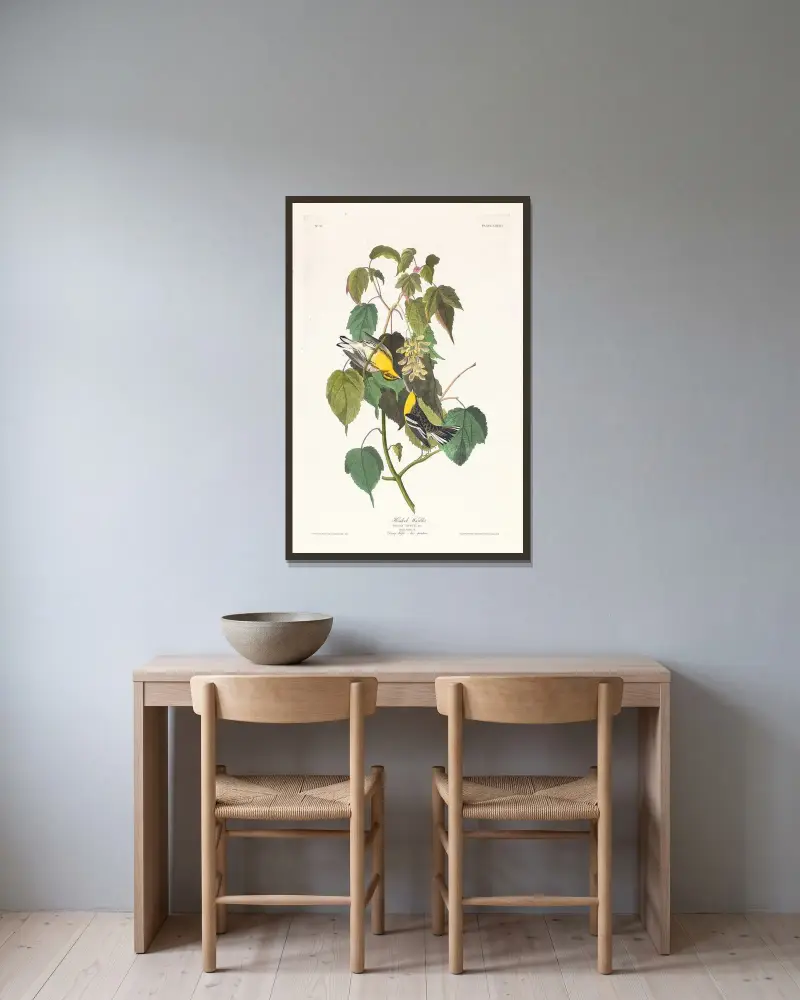 Americký pěvec jehličkový, John James Audubon v rámu na stěně