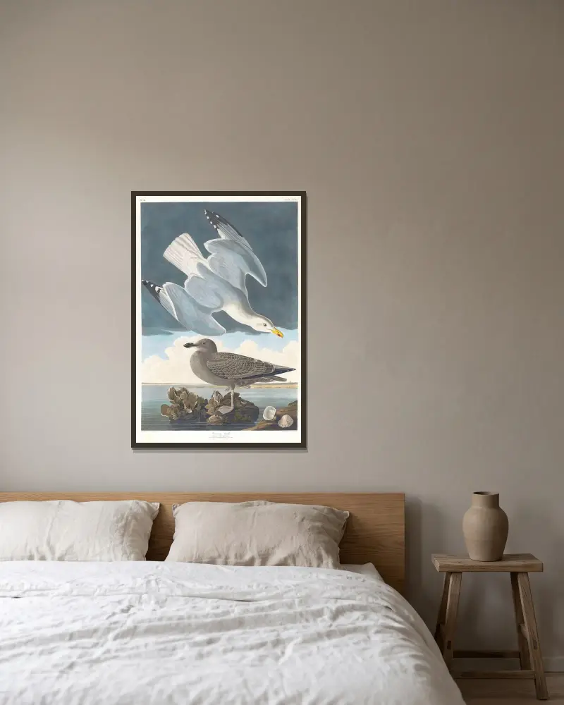 Racek mořský, 1827 – č. 3, John James Audubon v rámu na stěně