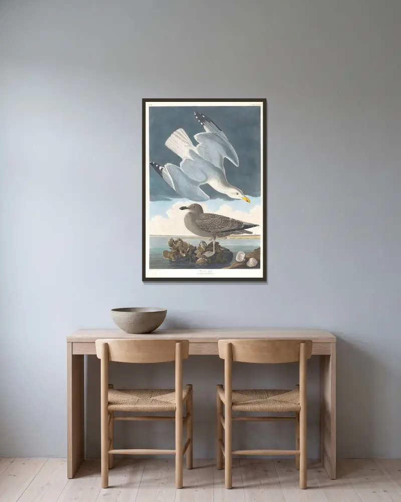 Racek mořský, 1827 – č. 3, John James Audubon v rámu na stěně